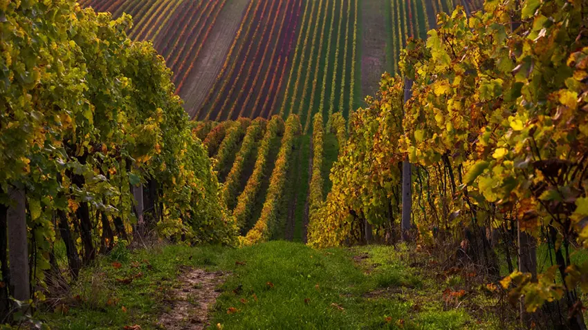 Britain’s biggest winemaker uncorks a record-breaking year as chief executive James Pennefather sticks to his audacious target of capturing 1 per cent of the global champagne market by 2035.